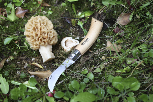 Couteau à champignons Opinel près d'une morille