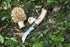 Couteau à champignons Opinel près d'une morille