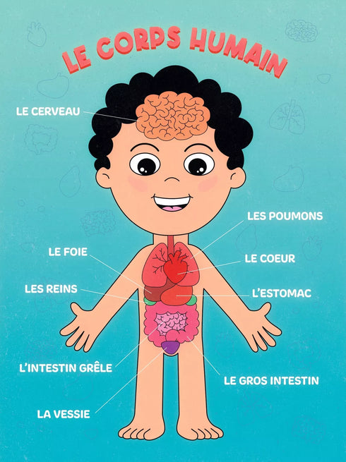 🧠 Puzzle Corps Humain 48 pièces – Dès 4 ans – Fabriqué en France - J'achète français