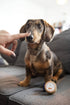 Baume Truffe & Coussinets Chien & Chat – Velours – Truffe & Moustache - J'achète français - Truffe & Moustache