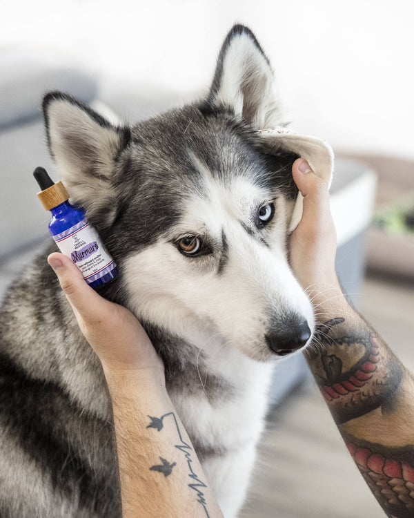 Soin Nettoyant Oreilles Chien & Chat – Murmure – Truffe & Moustache - J'achète français - Truffe & Moustache