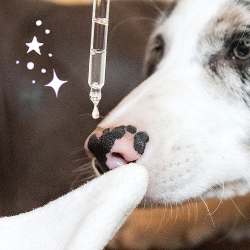 Soin Nettoyant Oreilles Chien & Chat – Murmure – Truffe & Moustache - J'achète français - Truffe & Moustache