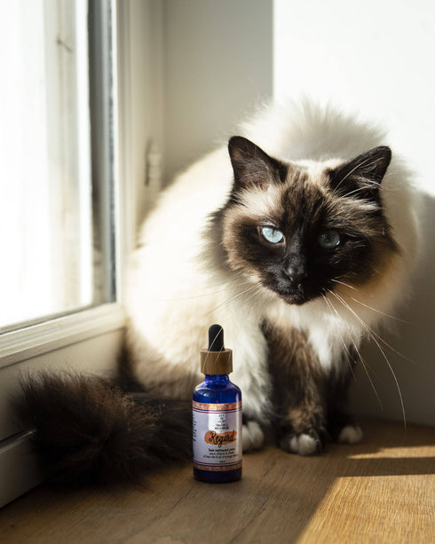Soin Nettoyant Yeux Chien & Chat – Regard – Truffe & Moustache - J'achète français - Truffe & Moustache
