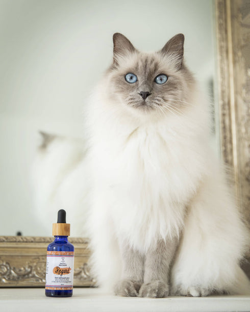 Soin Nettoyant Yeux Chien & Chat – Regard – Truffe & Moustache - J'achète français - Truffe & Moustache