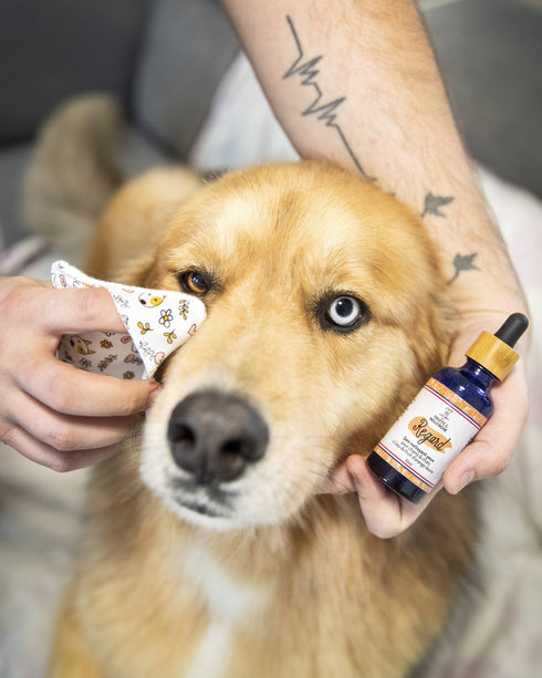 Soin Nettoyant Yeux Chien & Chat – Regard – Truffe & Moustache - J'achète français - Truffe & Moustache