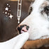Soin Nettoyant Yeux Chien & Chat – Regard – Truffe & Moustache - J'achète français - Truffe & Moustache